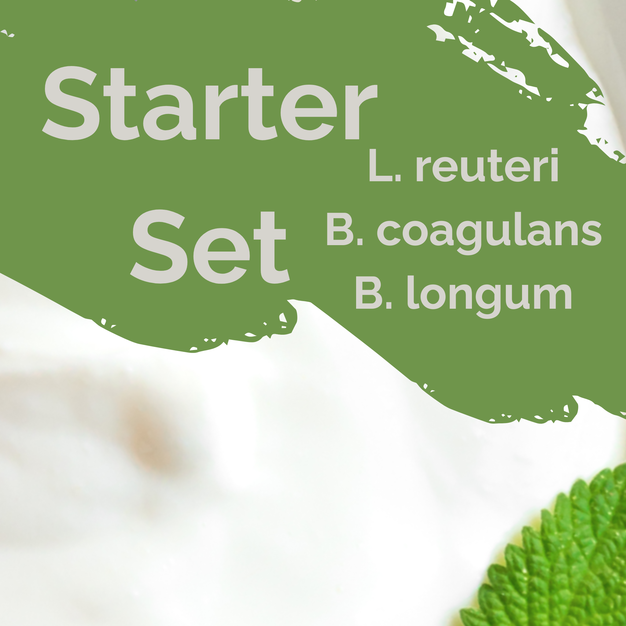 L. reuteri + B. coagulans + B. longum | Conjunto Inicial para Iogurte | SIBO | Culturas Iniciais | Pack de 3