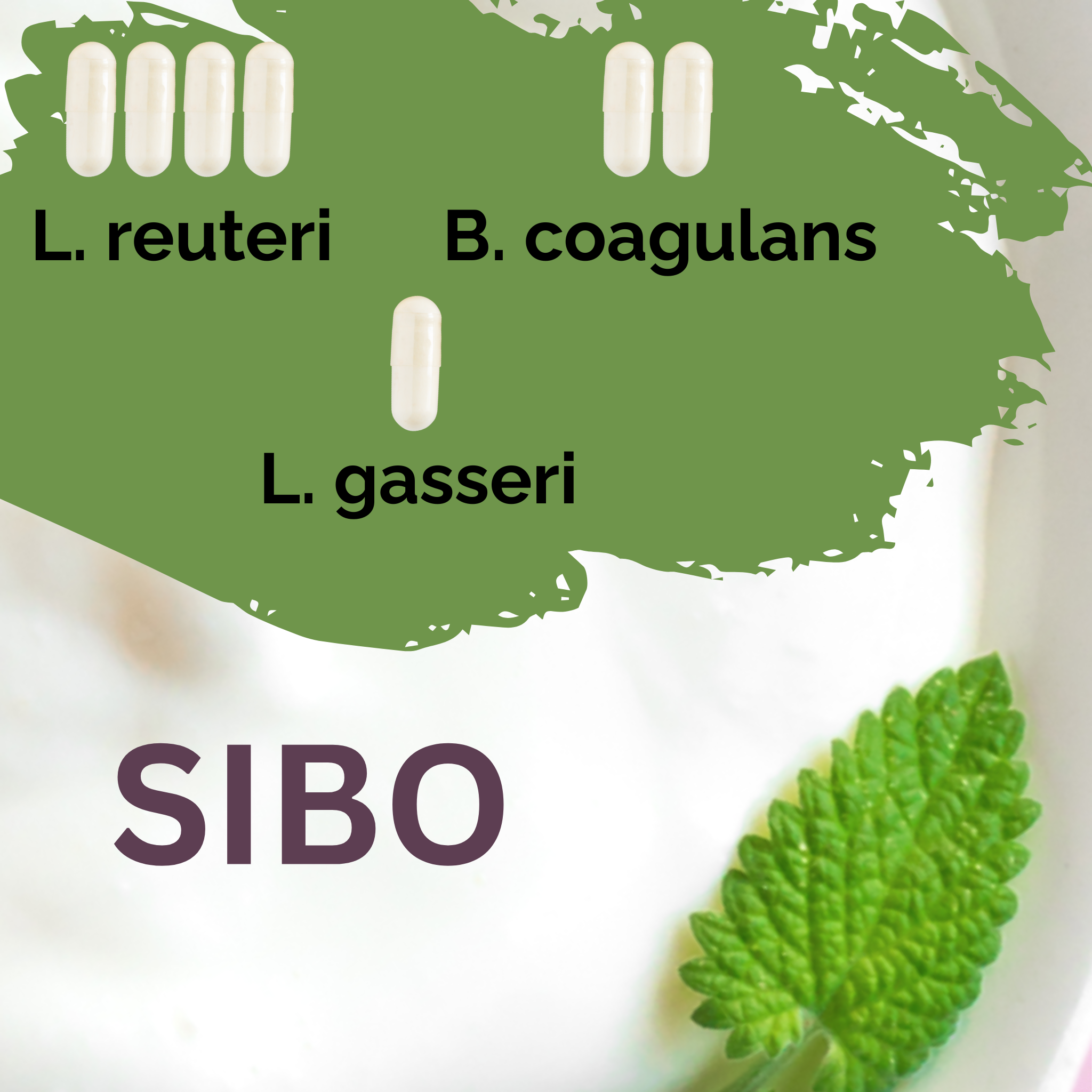 L. reuteri + B. coagulans + L. gasseri | Conjunto Inicial para Iogurte | SIBO | Culturas Iniciais | Pack de 3